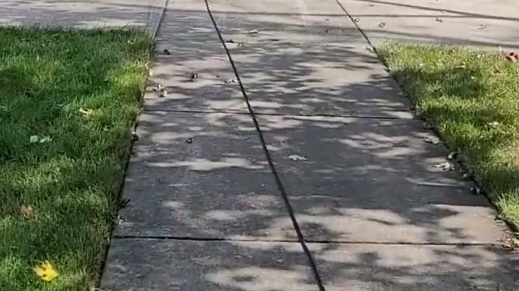 Albie's Off-Leash Journey_ Real World Proofing in Crown Point